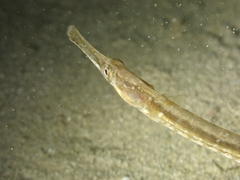 Syngnathus rostellatus