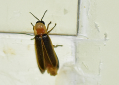 Lampyris ambigena