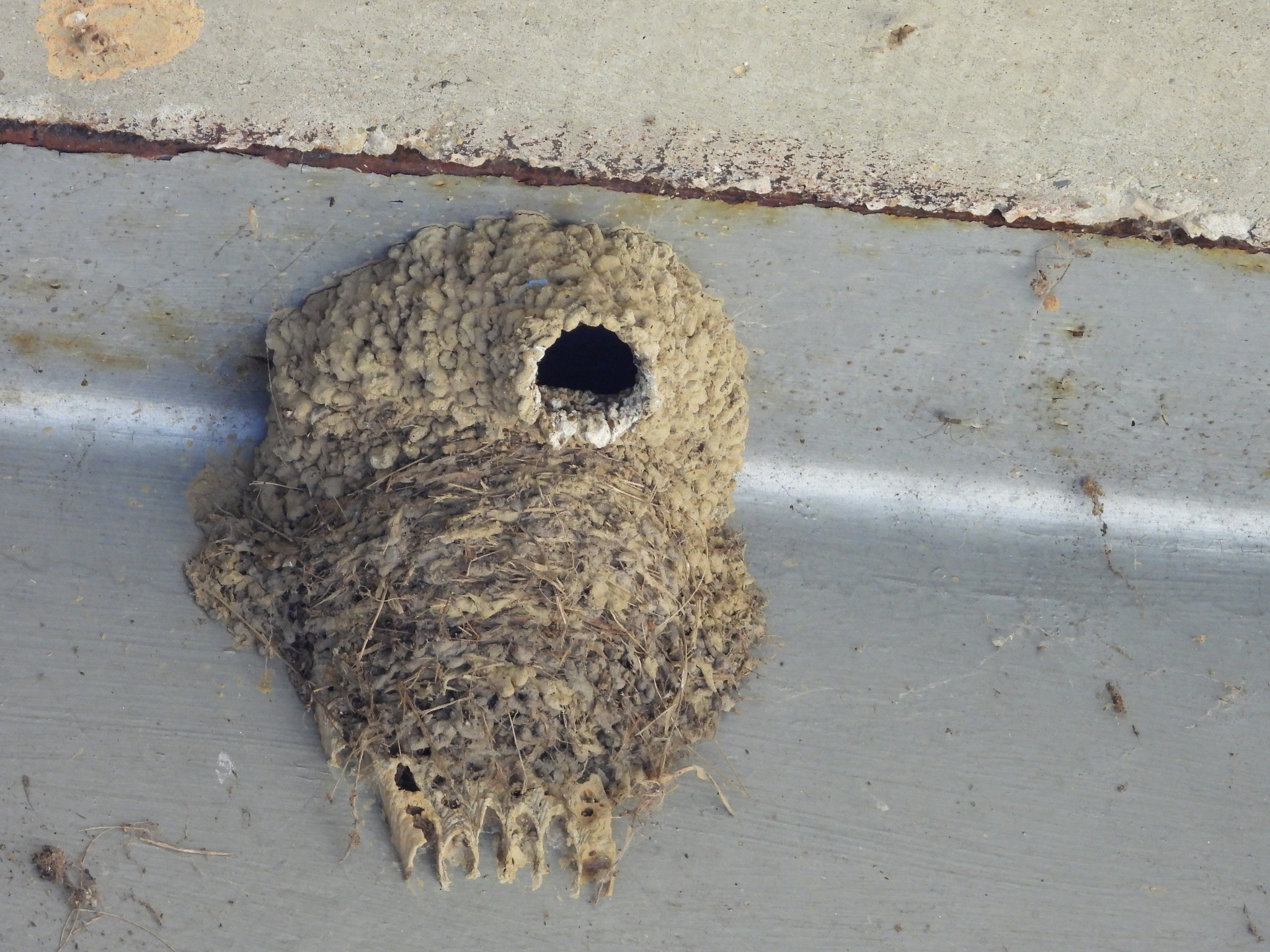Cliff Swallow (Petrochelidon pyrrhonota)