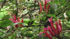 Thamnophilus atrinucha