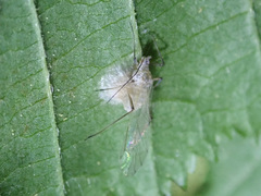 Ophiocordycipitaceae