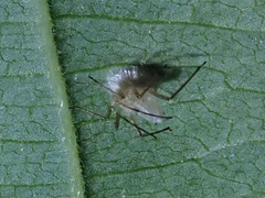 Ophiocordycipitaceae