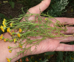 Thymophylla aurea aurea