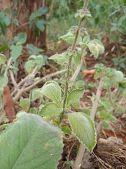 Coleus amboinicus