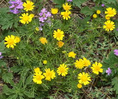 Thymophylla aurea aurea