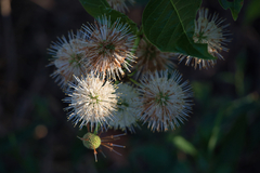 Cephalanthus occidentalis