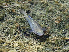 Cyprinodon macularius