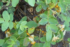 Phragmidium mucronatum