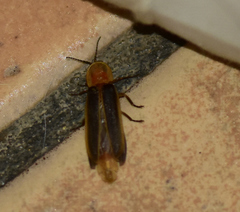 Lampyris ambigena