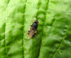 Stratiomys armeniaca