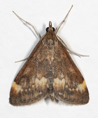 Pyrausta nicalis