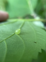 Dasineura collinsoniae