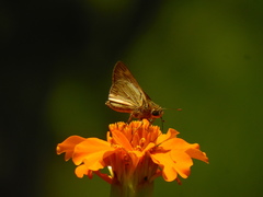 Polites vibex praeceps