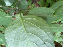 Dasineura collinsoniae