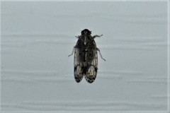 Melanoliarus placitus