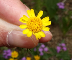 Thymophylla aurea aurea