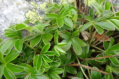 Alchemilla saxatilis