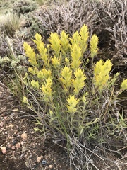 Castilleja flava flava