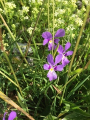 Viola dubyana