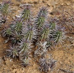 Euphorbia ferox