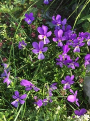 Viola dubyana