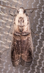 Acrobasis tumidulella