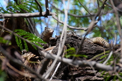 Otospermophilus variegatus