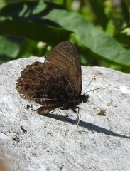 Oeneis glacialis