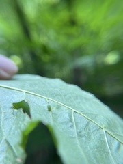 Caryomyia urnula