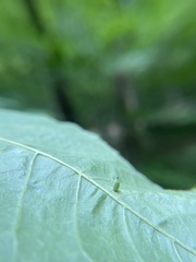 Caryomyia urnula