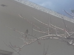 Tiaris olivaceus intermedius