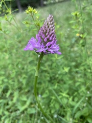 Anacamptis pyramidalis