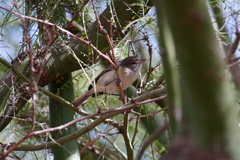 Vireo bellii