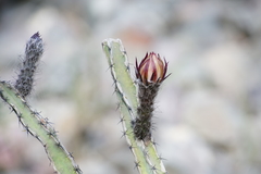 Peniocereus marianus