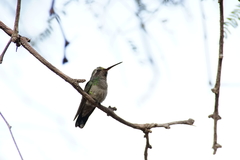 Cynanthus latirostris