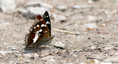 Purple Emperor, 6997 Hoog-Keppel, Nederland, photo 10 of 10