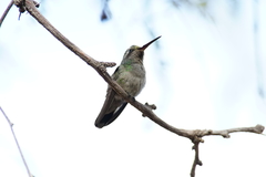 Cynanthus latirostris