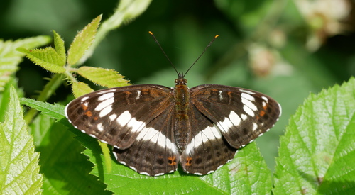 Eurasian White Admiral, 6997 Hoog-Keppel, Nederland, photo 7 of 10