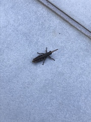 Acrididae