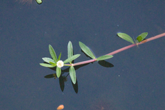 Alternanthera philoxeroides