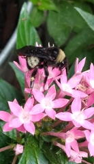 Bombus pensylvanicus image