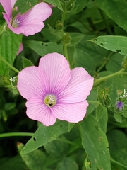 Linum hypericifolium