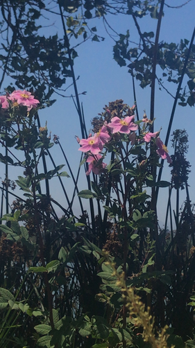 iNaturalist observation photo of California Wild Rose
