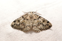 Cleorodes lichenaria