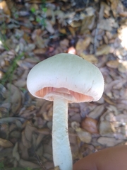 Agaricus californicus