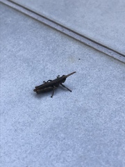 Acrididae