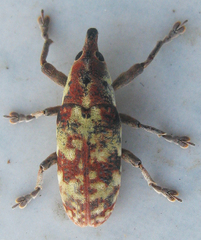 Hypolixus flavicornis