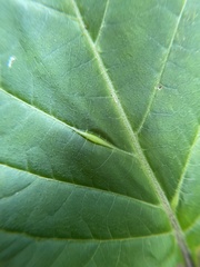 Lasioptera collinsonifolia