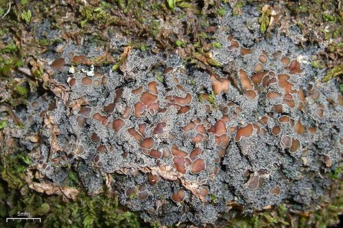 Brown-gray Moss-shingle Lichen