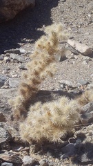 Cylindropuntia chuckwallensis